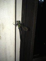 Rhionaeschna cornigera