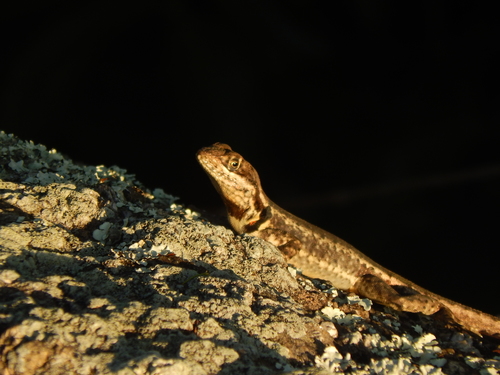 Amazon Lava Lizard, photo 8 of 10
