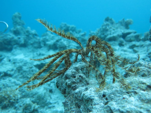 Dichrometra palmata