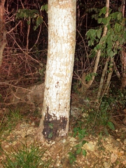 Metopium brownei