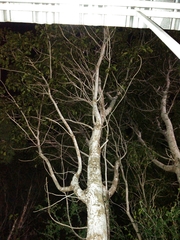 Metopium brownei