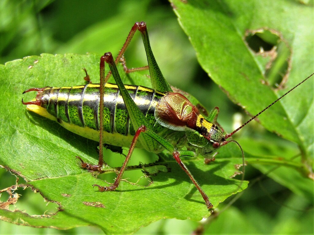 Showy Plump Bush-cricket