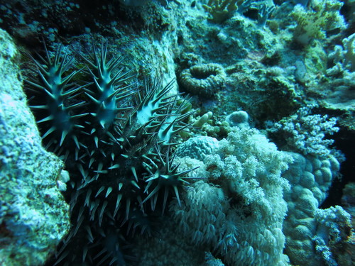 Acanthaster benziei
