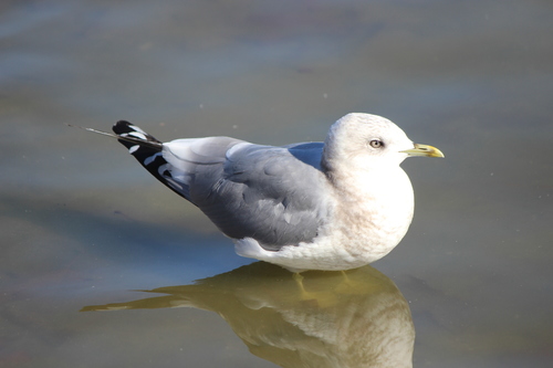 Short-billed Gull｜短嘴鸥 参考照片