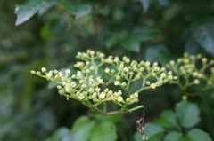 Causonis corniculata