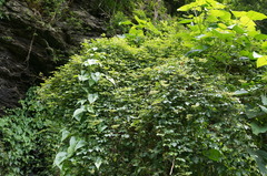 Causonis corniculata