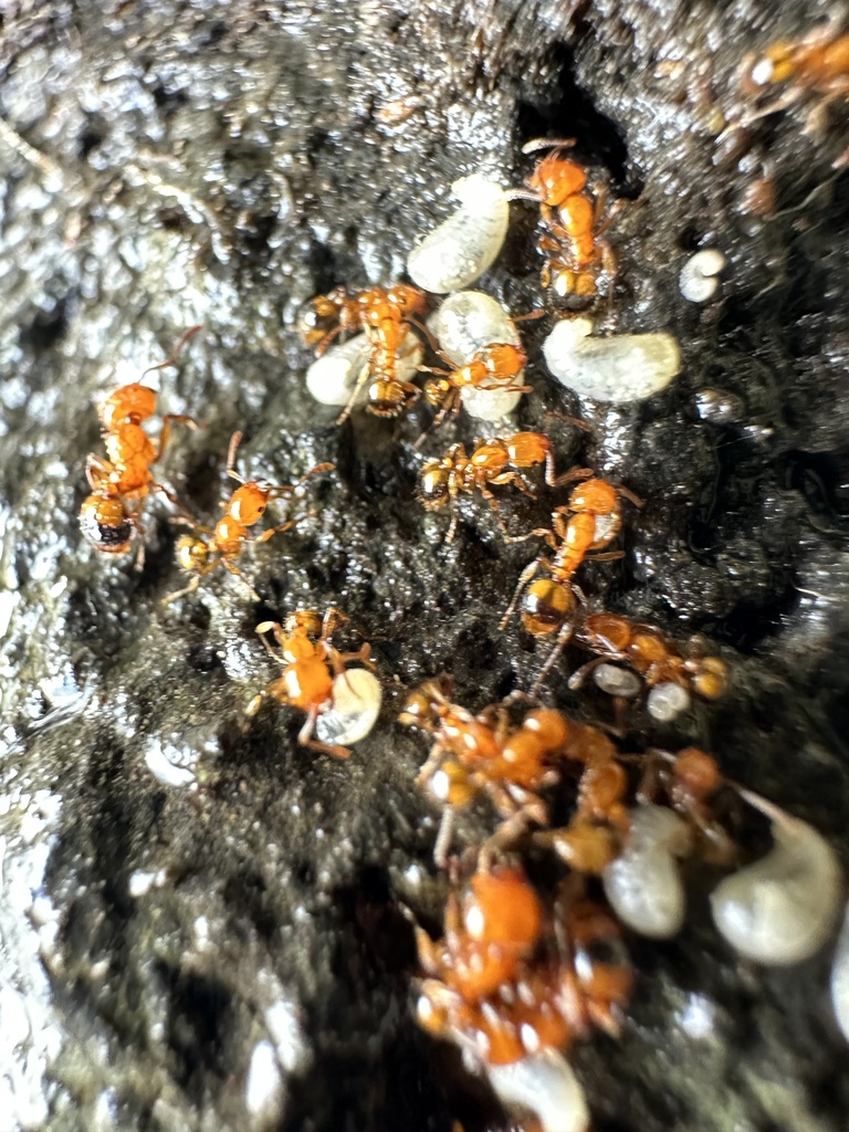 Monomorium latastei