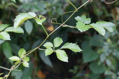 Causonis corniculata