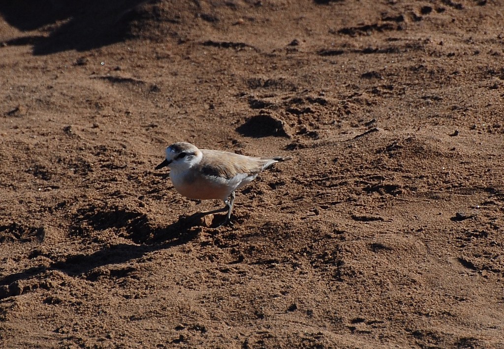 White-fronted Plover from Cape Cross Namibia on July 23, 2008 by David ...