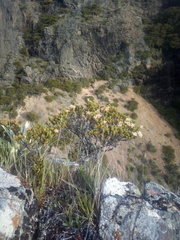 Pimelea traversii