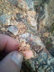 Pimelea traversii