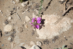 Polygala pubiflora