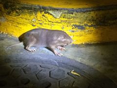 Heterogeomys hispidus