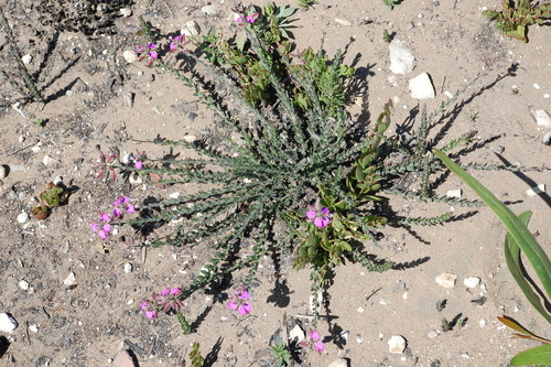 Image of Polygala pubiflora by (c) Charles Stirton, some rights reserved (CC BY-SA)