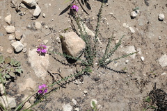 Polygala pubiflora