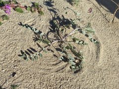 Astragalus lentiginosus borreganus