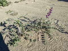 Astragalus lentiginosus borreganus
