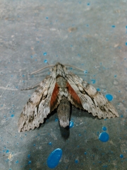 Erinnyis yucatana