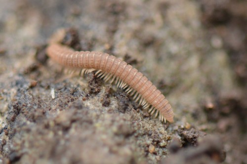 Amplaria nazinta
