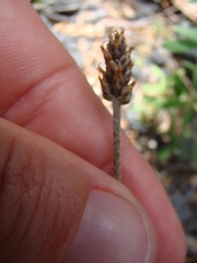 Plantago raoulii