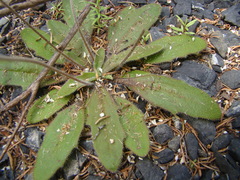 Plantago raoulii
