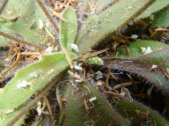 Plantago raoulii