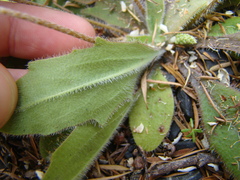 Plantago raoulii