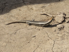 Notomabuya frenata