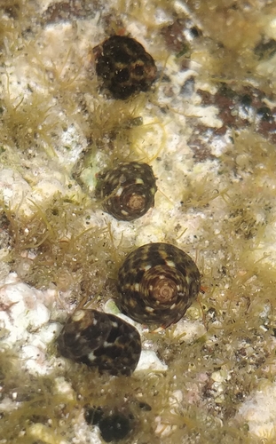 Gibbula spurca