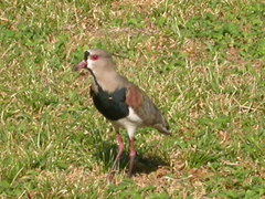 Vanellus chilensis lampronotus