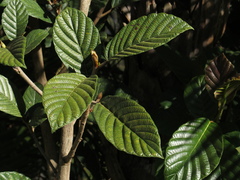 Ficus velutina