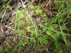 Acaena juvenca