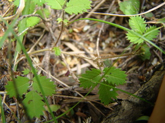 Acaena juvenca