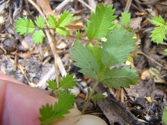 Acaena juvenca