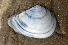 Macomona liliana
