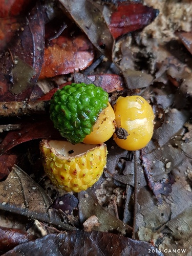 Xerospermum noronhianum, 2018-12-30