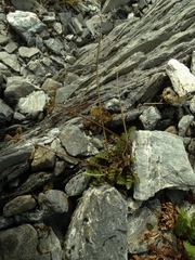 Anisotome flexuosa