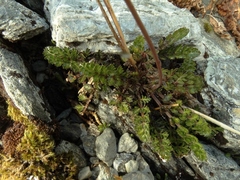 Anisotome flexuosa