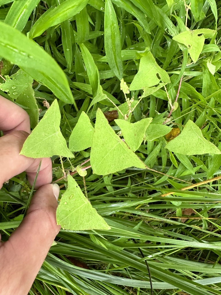 mileaminute weed from Hollow Rd, Middletown, MD, US on July 9, 2023