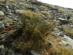 Marsippospermum gracile