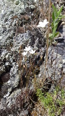 Wahlenbergia rupestris
