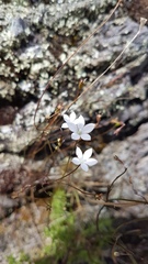 Wahlenbergia rupestris