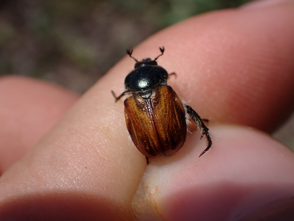 Anisoplia tempestiva