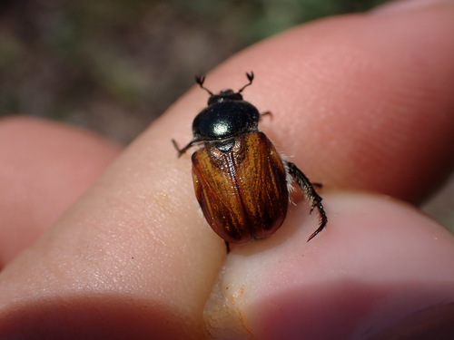 Anisoplia tempestiva