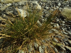 Marsippospermum gracile