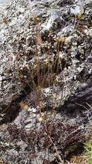 Wahlenbergia rupestris