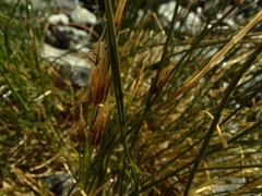 Marsippospermum gracile