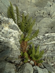 Polystichum cystostegium