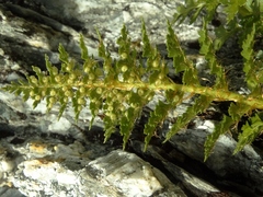 Polystichum cystostegium
