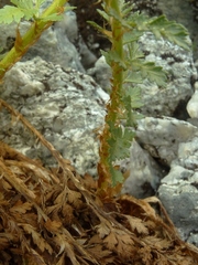 Polystichum cystostegium